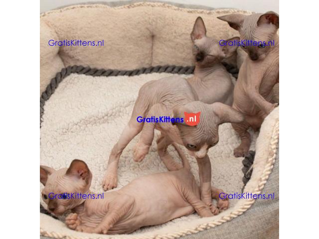 Prachtige Sphynx-kittens Whatsapp +33761266031