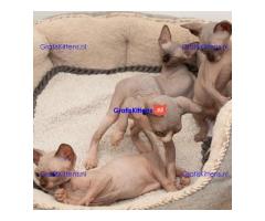 Prachtige Sphynx-kittens Whatsapp +33761266031