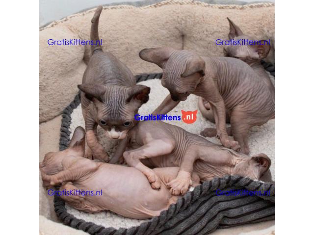 Prachtige Sphynx-kittens Whatsapp +33761266031