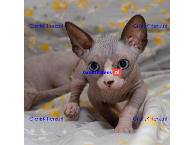 Prachtige Sphynx-kittens Whatsapp +33761266031