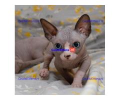 Prachtige Sphynx-kittens Whatsapp +33761266031