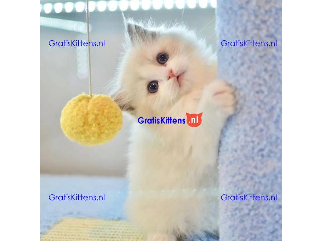 mooie puur brood ragdoll kittens klaar❤️ ???? Whatsapp +33761266031