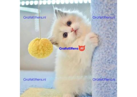 mooie puur brood ragdoll kittens klaar❤️ ???? Whatsapp +33761266031
