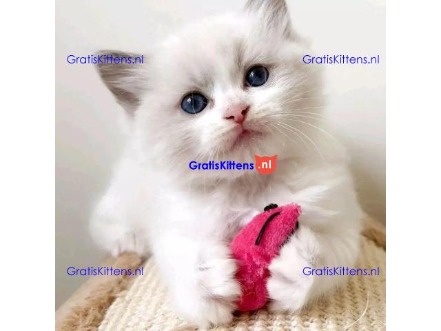 mooie puur brood ragdoll kittens klaar❤️ ???? Whatsapp +33761266031