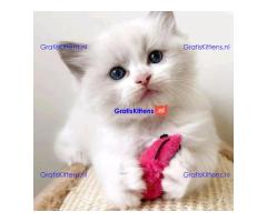mooie puur brood ragdoll kittens klaar❤️ ???? Whatsapp +33761266031