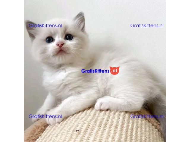 mooie puur brood ragdoll kittens klaar❤️ ???? Whatsapp +33761266031
