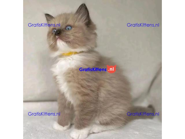 mooie puur brood ragdoll kittens klaar❤️ ???? Whatsapp +33761266031
