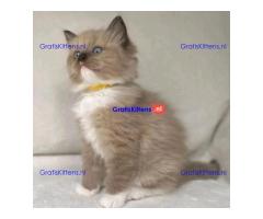 mooie puur brood ragdoll kittens klaar❤️ ???? Whatsapp +33761266031