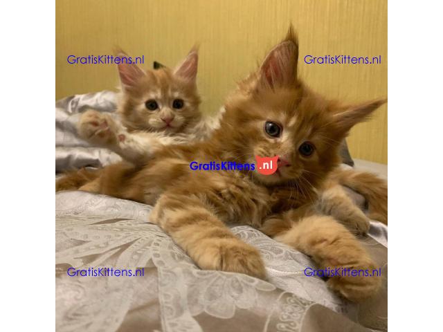 TICA Reg Maine Coon-katjes Whatsapp +33761266031