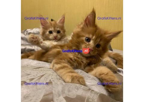 TICA Reg Maine Coon-katjes Whatsapp +33761266031