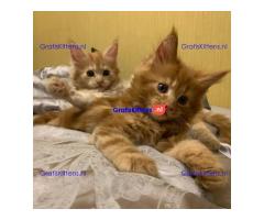 TICA Reg Maine Coon-katjes Whatsapp +33761266031