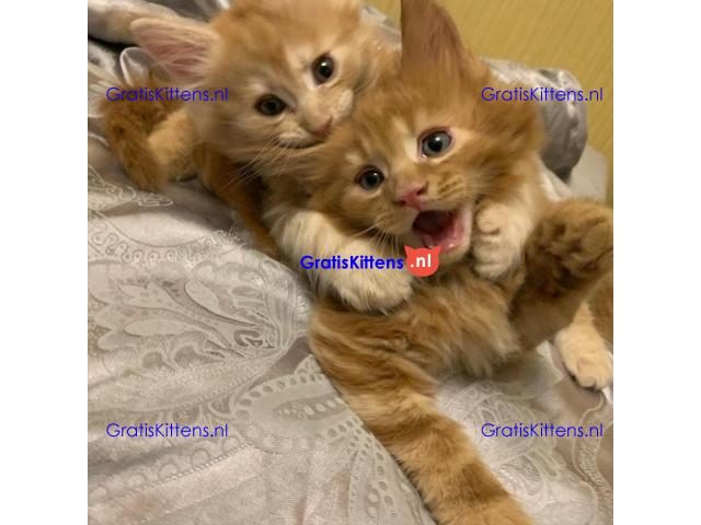 TICA Reg Maine Coon-katjes Whatsapp +33761266031