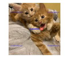 TICA Reg Maine Coon-katjes Whatsapp +33761266031