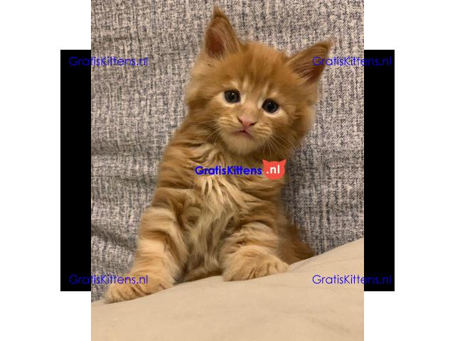 TICA Reg Maine Coon-katjes Whatsapp +33761266031