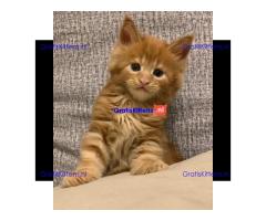 TICA Reg Maine Coon-katjes Whatsapp +33761266031