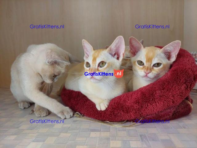 Stamboom Birmaanse kittens Whatsapp +33761266031