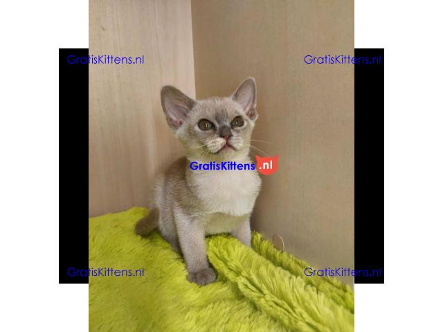 Stamboom Birmaanse kittens Whatsapp +33761266031