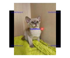 Stamboom Birmaanse kittens Whatsapp +33761266031