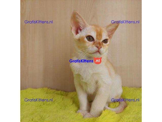 Stamboom Birmaanse kittens Whatsapp +33761266031