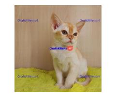 Stamboom Birmaanse kittens Whatsapp +33761266031