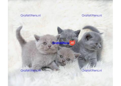 Brits korthaar kampioenslijn in stamboom Whatsapp +33761266031