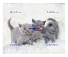 Brits korthaar kampioenslijn in stamboom Whatsapp +33761266031