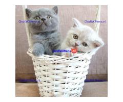 Brits korthaar kampioenslijn in stamboom Whatsapp +33761266031