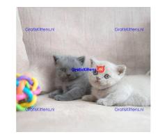 Brits korthaar kampioenslijn in stamboom Whatsapp +33761266031