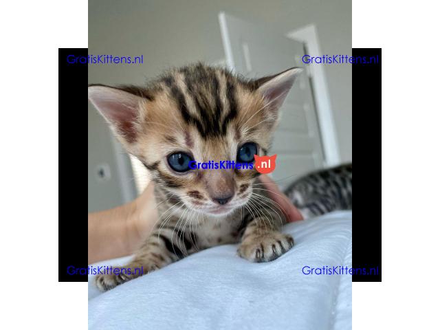 Prachtige Bengaalse kittens Whatsapp +33761266031