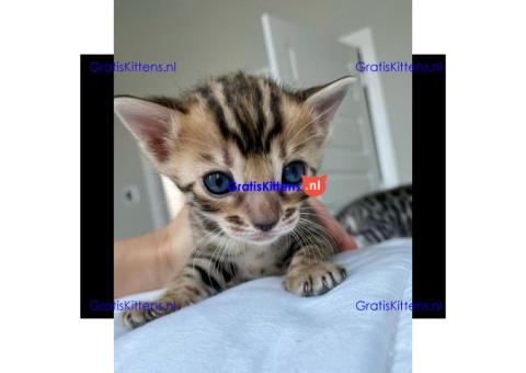 Prachtige Bengaalse kittens Whatsapp +33761266031