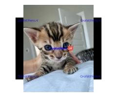 Prachtige Bengaalse kittens Whatsapp +33761266031