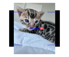 Prachtige Bengaalse kittens Whatsapp +33761266031