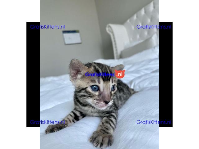 Prachtige Bengaalse kittens Whatsapp +33761266031