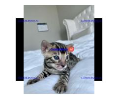 Prachtige Bengaalse kittens Whatsapp +33761266031