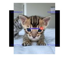 Prachtige Bengaalse kittens Whatsapp +33761266031