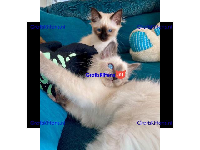 prachtige Birmaankittens Whatsapp +33761266031