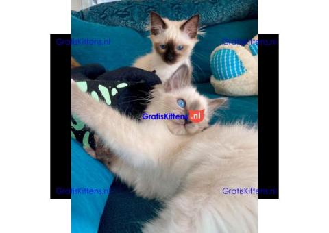 prachtige Birmaankittens Whatsapp +33761266031