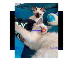 prachtige Birmaankittens Whatsapp +33761266031