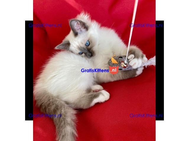 prachtige Birmaankittens Whatsapp +33761266031