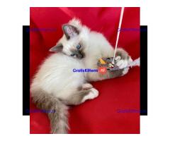 prachtige Birmaankittens Whatsapp +33761266031