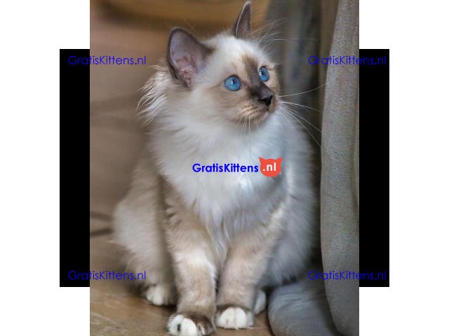 prachtige Birmaankittens Whatsapp +33761266031