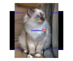 prachtige Birmaankittens Whatsapp +33761266031