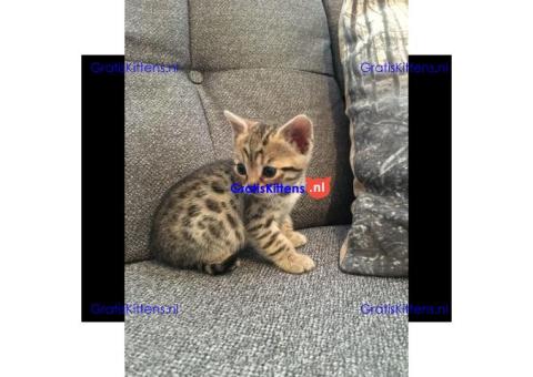 Schattig pure Bengalen vrouw