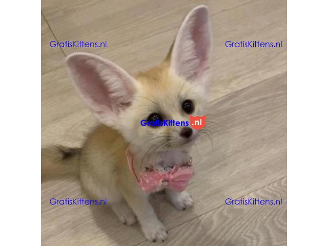 Beschikbaar Fennekvos