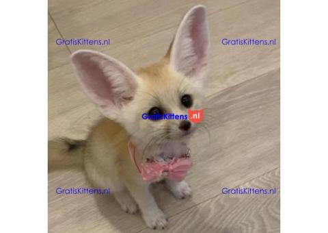 Beschikbaar Fennekvos