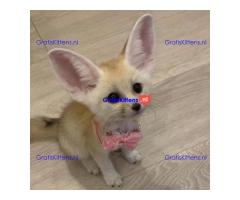 Beschikbaar Fennekvos