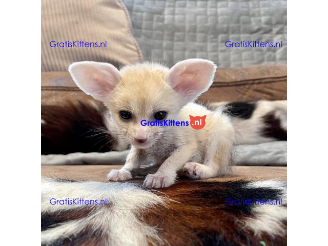 Beschikbaar Fennekvos