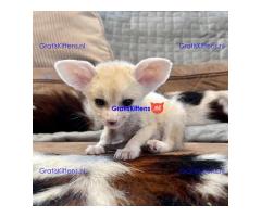 Beschikbaar Fennekvos