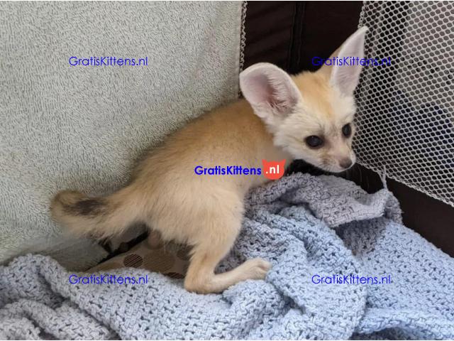 Beschikbaar Fennekvos