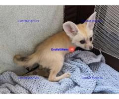 Beschikbaar Fennekvos